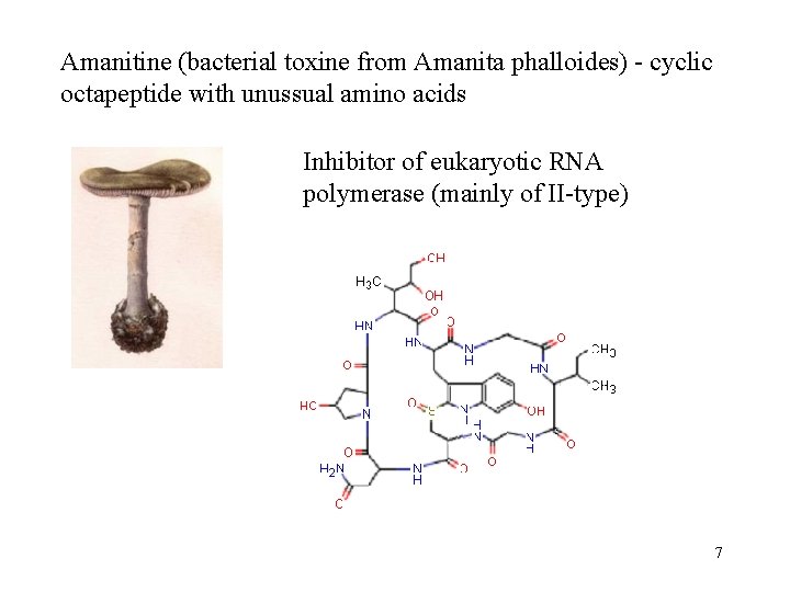 Amanitine (bacterial toxine from Amanita phalloides) - cyclic octapeptide with unussual amino acids Inhibitor