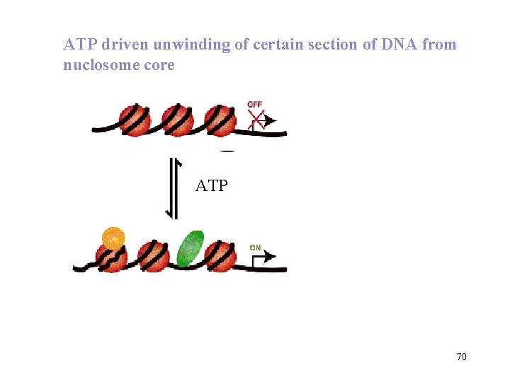 ATP driven unwinding of certain section of DNA from nuclosome core ATP 70 