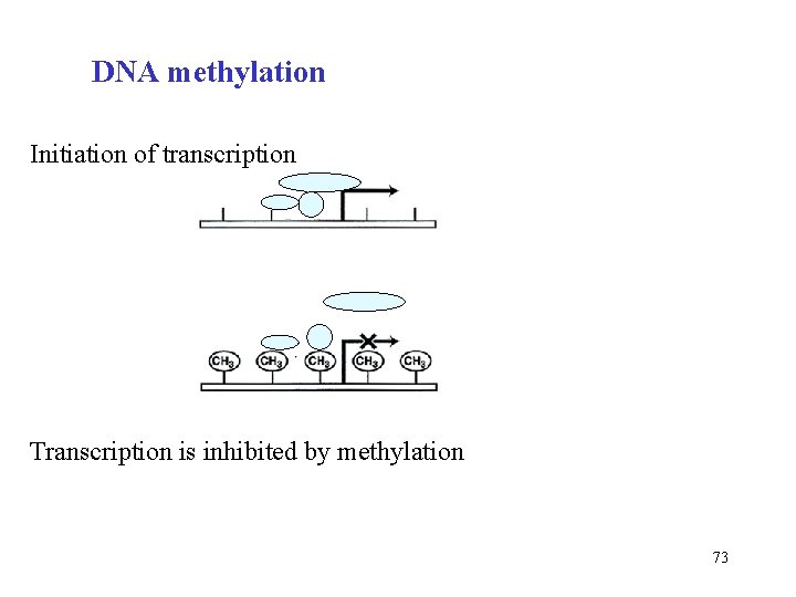 DNA methylation Initiation of transcription Transcription is inhibited by methylation 73 