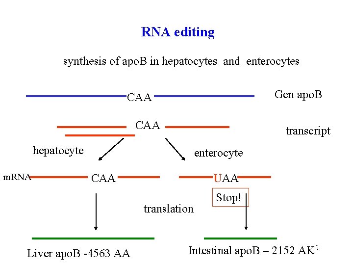 RNA editing synthesis of apo. B in hepatocytes and enterocytes Gen apo. B CAA