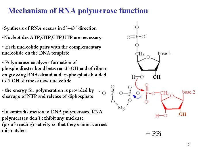 Mechanism of RNA polymerase function • Synthesis of RNA occurs in 5´→ 3´ direction