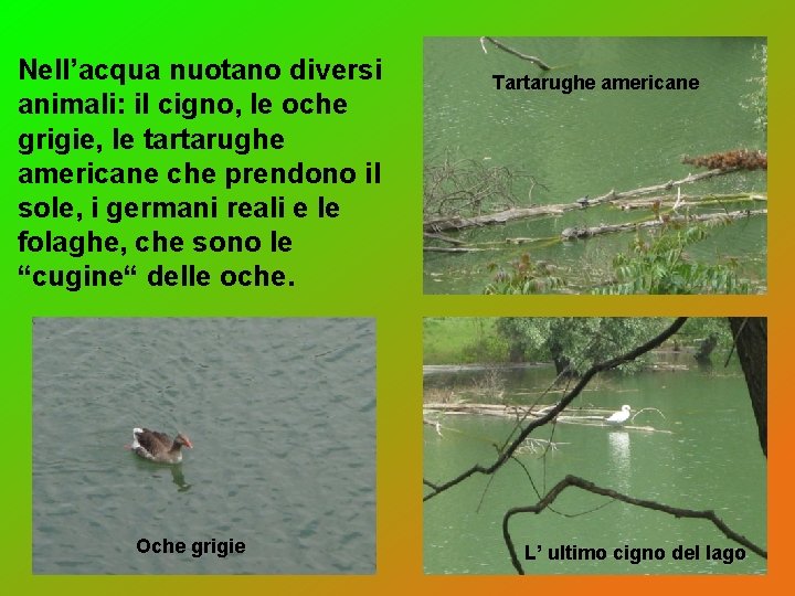 Nell’acqua nuotano diversi animali: il cigno, le oche grigie, le tartarughe americane che prendono Nell’acqua nuotano diversi animali: il cigno, le oche grigie, le tartarughe americane che prendono