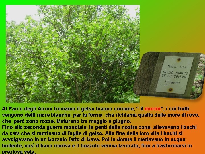 Al Parco degli Aironi troviamo il gelso bianco comune, “ il muron”, i cui Al Parco degli Aironi troviamo il gelso bianco comune, “ il muron”, i cui