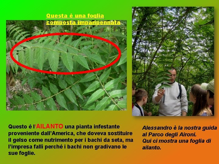 Questa è una foglia composta imparipennata Questo è l’AILANTO una pianta infestante proveniente dall’America, Questa è una foglia composta imparipennata Questo è l’AILANTO una pianta infestante proveniente dall’America,
