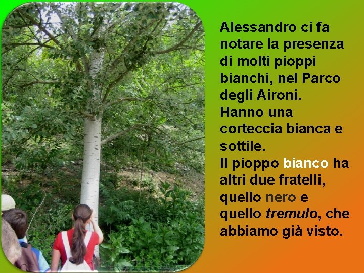 Alessandro ci fa notare la presenza di molti pioppi bianchi, nel Parco degli Aironi. Alessandro ci fa notare la presenza di molti pioppi bianchi, nel Parco degli Aironi.