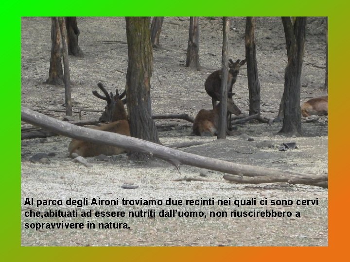 Al parco degli Aironi troviamo due recinti nei quali ci sono cervi che, abituati Al parco degli Aironi troviamo due recinti nei quali ci sono cervi che, abituati