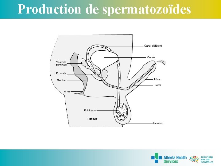 Production de spermatozoïdes 