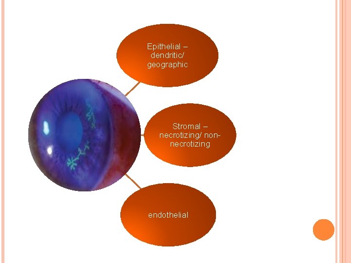 Epithelial – dendritic/ geographic Stromal – necrotizing/ nonnecrotizing endothelial 