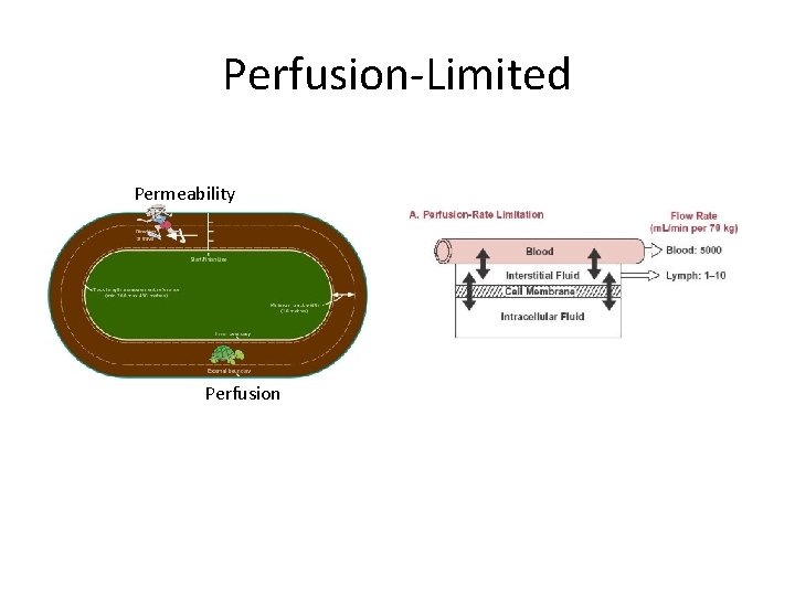 Perfusion-Limited Permeability Perfusion 