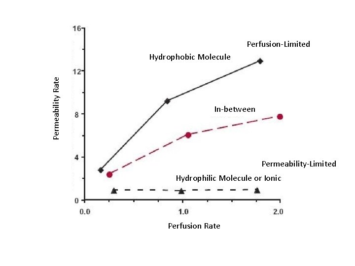Perfusion-Limited Permeability Rate Hydrophobic Molecule In-between Permeability-Limited Hydrophilic Molecule or Ionic Perfusion Rate 