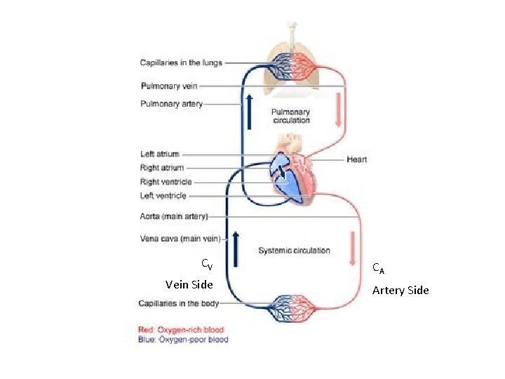 CV Vein Side CA Artery Side 