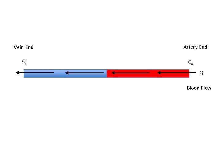 Vein End Cv Artery End CA Q Blood Flow 