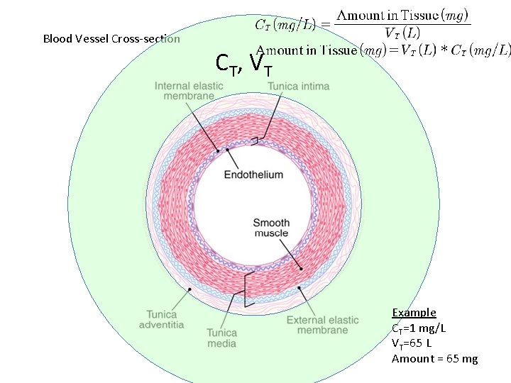 Blood Vessel Cross-section CT, V T Example CT=1 mg/L VT=65 L Amount = 65