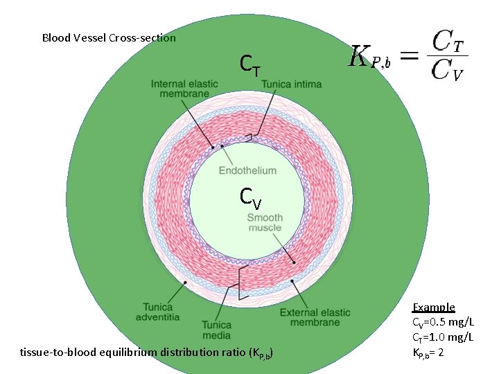 Blood Vessel Cross-section CT CV tissue-to-blood equilibrium distribution ratio (KP, b) Example CV=0. 5
