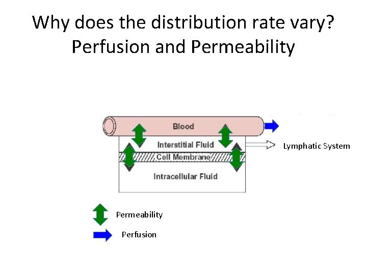 Why does the distribution rate vary? Perfusion and Permeability Lymphatic System Permeability Perfusion 