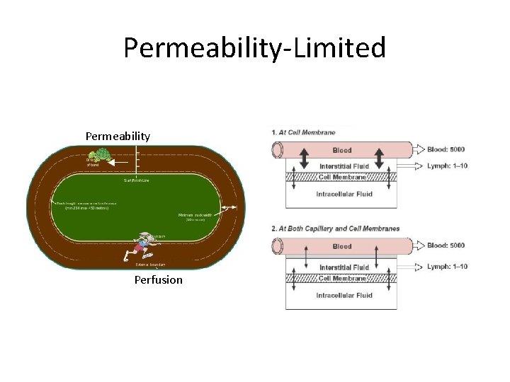 Permeability-Limited Permeability Perfusion 