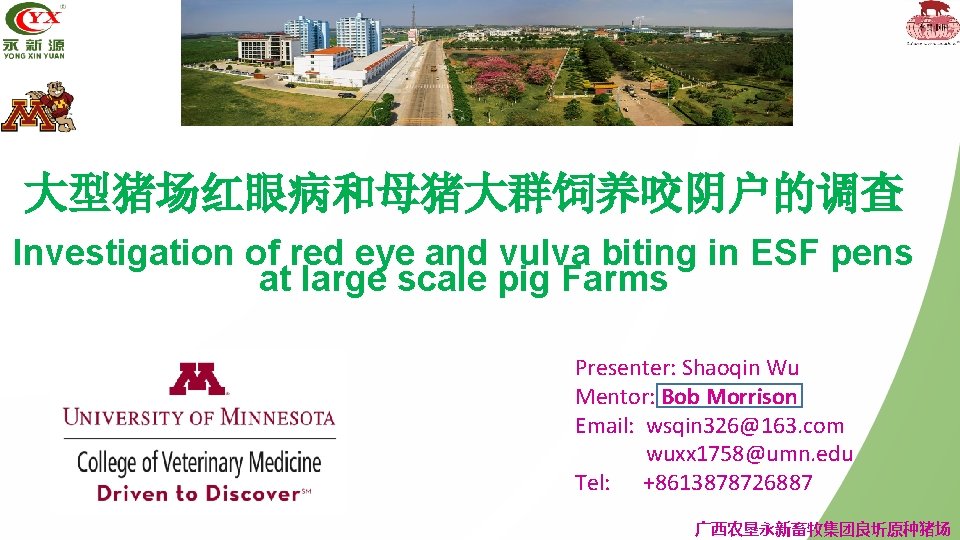 大型猪场红眼病和母猪大群饲养咬阴户的调查 Investigation of red eye and vulva biting in ESF pens at large scale