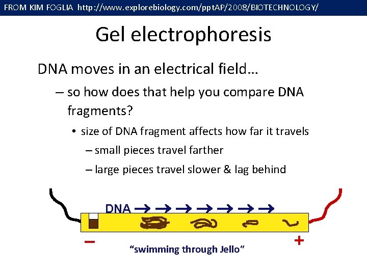 FROM KIM FOGLIA http: //www. explorebiology. com/ppt. AP/2008/BIOTECHNOLOGY/ Gel electrophoresis DNA moves in an