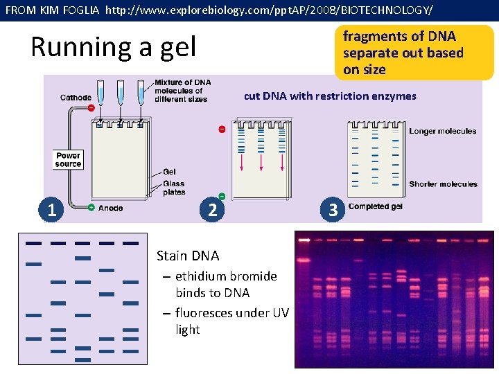 FROM KIM FOGLIA http: //www. explorebiology. com/ppt. AP/2008/BIOTECHNOLOGY/ fragments of DNA separate out based