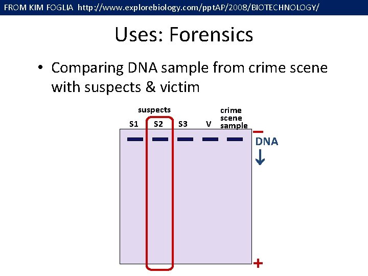 FROM KIM FOGLIA http: //www. explorebiology. com/ppt. AP/2008/BIOTECHNOLOGY/ Uses: Forensics • Comparing DNA sample