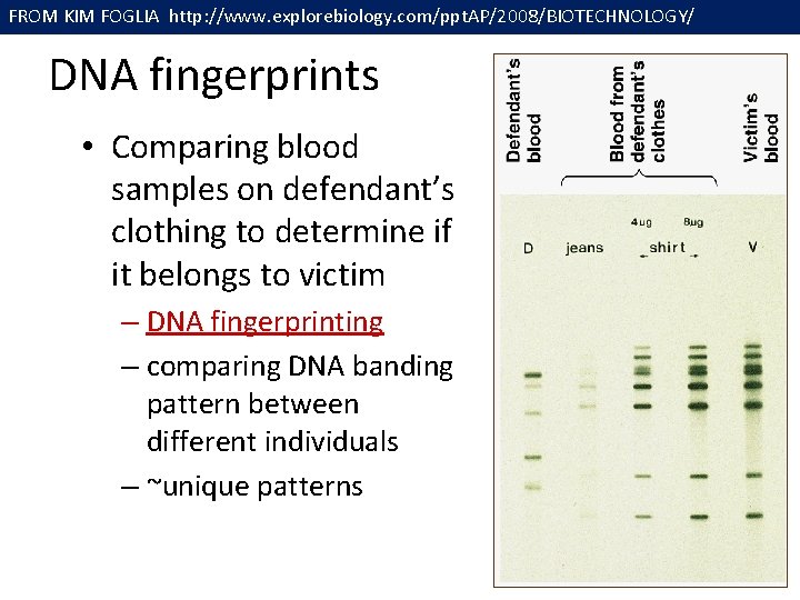 FROM KIM FOGLIA http: //www. explorebiology. com/ppt. AP/2008/BIOTECHNOLOGY/ DNA fingerprints • Comparing blood samples