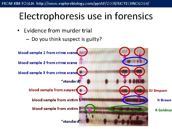 FROM KIM FOGLIA http: //www. explorebiology. com/ppt. AP/2008/BIOTECHNOLOGY/ Electrophoresis use in forensics • Evidence