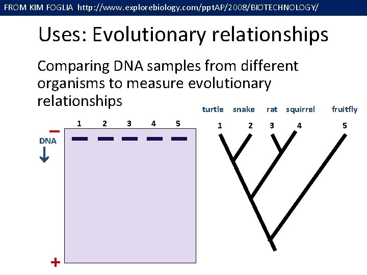 FROM KIM FOGLIA http: //www. explorebiology. com/ppt. AP/2008/BIOTECHNOLOGY/ Uses: Evolutionary relationships Comparing DNA samples
