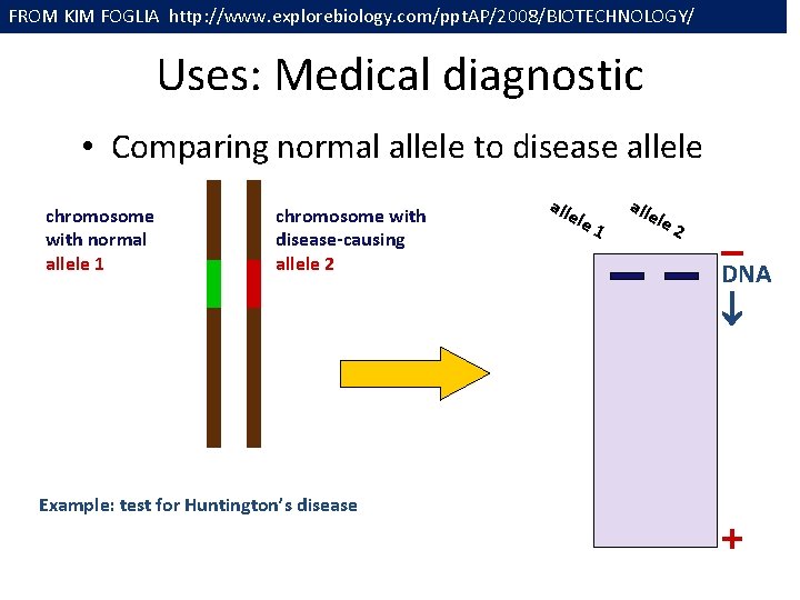 FROM KIM FOGLIA http: //www. explorebiology. com/ppt. AP/2008/BIOTECHNOLOGY/ Uses: Medical diagnostic • Comparing normal