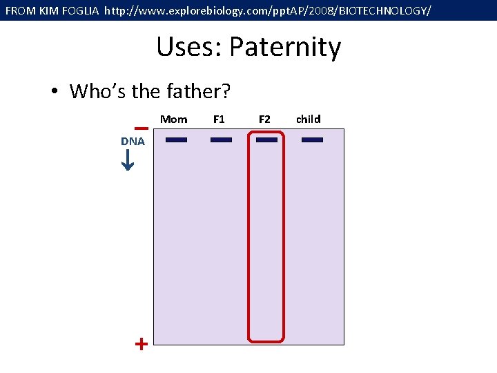 FROM KIM FOGLIA http: //www. explorebiology. com/ppt. AP/2008/BIOTECHNOLOGY/ Uses: Paternity • Who’s the father?