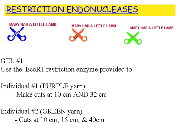 RESTRICTION ENDONUCLEASES GEL #1 Use the Eco. R 1 restriction enzyme provided to: Individual