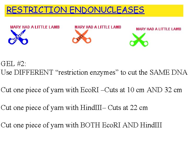RESTRICTION ENDONUCLEASES GEL #2: Use DIFFERENT “restriction enzymes” to cut the SAME DNA Cut