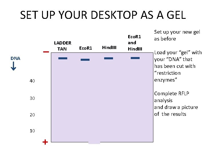 SET UP YOUR DESKTOP AS A GEL – DNA 40 LADDER TAN Eco. R