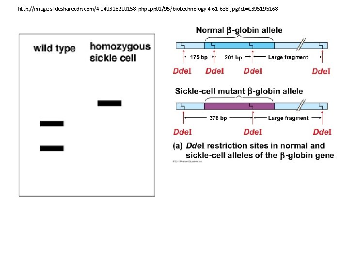 http: //image. slidesharecdn. com/4 -140318210158 -phpapp 01/95/biotechnology-4 -61 -638. jpg? cb=1395195168 
