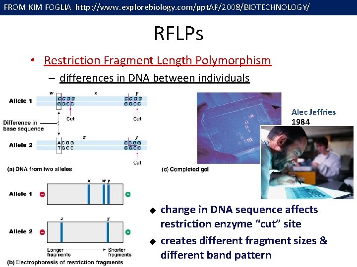 FROM KIM FOGLIA http: //www. explorebiology. com/ppt. AP/2008/BIOTECHNOLOGY/ RFLPs • Restriction Fragment Length Polymorphism