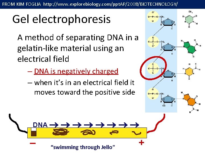 FROM KIM FOGLIA http: //www. explorebiology. com/ppt. AP/2008/BIOTECHNOLOGY/ Gel electrophoresis A method of separating
