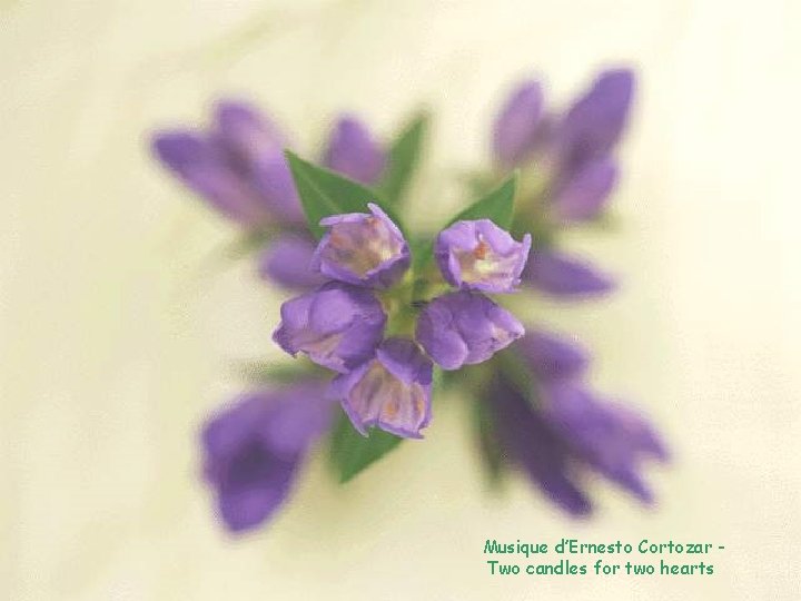 Musique d’Ernesto Cortozar Two candles for two hearts 