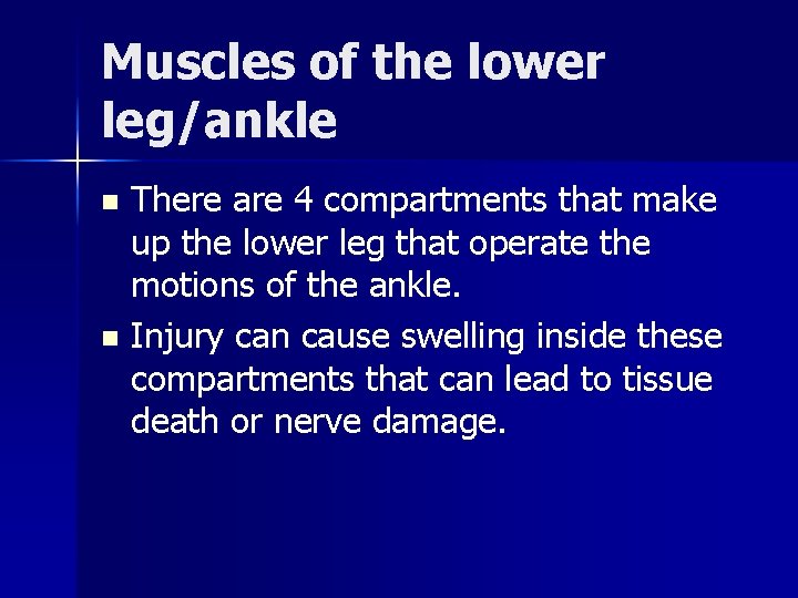 Muscles of the lower leg/ankle There are 4 compartments that make up the lower Muscles of the lower leg/ankle There are 4 compartments that make up the lower