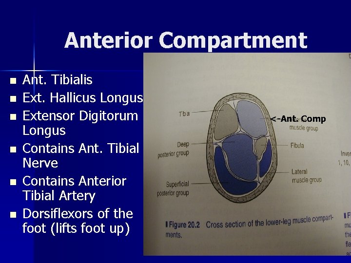 Anterior Compartment n n n Ant. Tibialis Ext. Hallicus Longus Extensor Digitorum Longus Contains