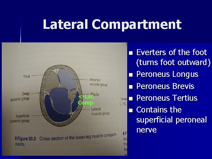 Lateral Compartment n n n <-Lat. Comp. n n Everters of the foot (turns