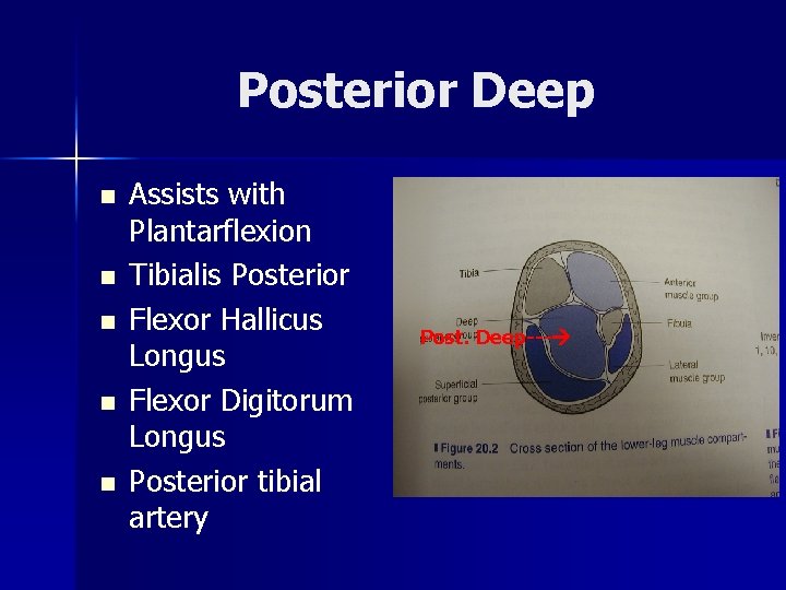 Posterior Deep n n n Assists with Plantarflexion Tibialis Posterior Flexor Hallicus Longus Flexor Posterior Deep n n n Assists with Plantarflexion Tibialis Posterior Flexor Hallicus Longus Flexor