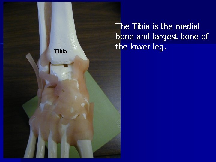Tibia The Tibia is the medial bone and largest bone of the lower leg. Tibia The Tibia is the medial bone and largest bone of the lower leg.