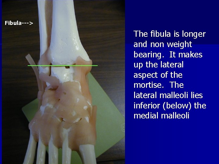 Fibula---> ____________ The fibula is longer and non weight bearing. It makes up the