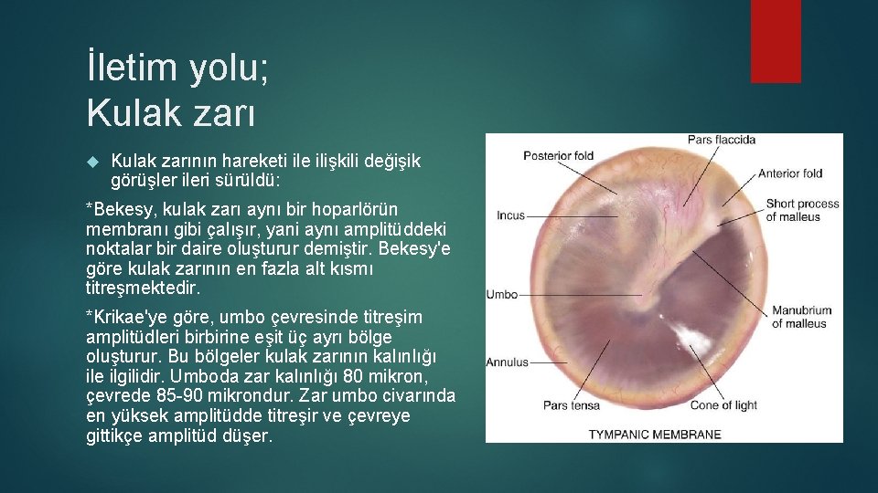 İletim yolu; Kulak zarının hareketi ile ilişkili değişik görüşler ileri sürüldü: *Bekesy, kulak zarı