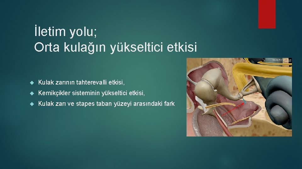 İletim yolu; Orta kulağın yükseltici etkisi Kulak zarının tahterevalli etkisi, Kemikçikler sisteminin yükseltici etkisi,