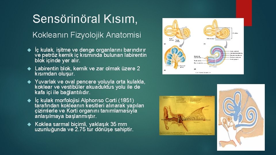 Sensörinöral Kısım, Kokleanın Fizyolojik Anatomisi İç kulak, işitme ve denge organlarını barındırır ve petröz