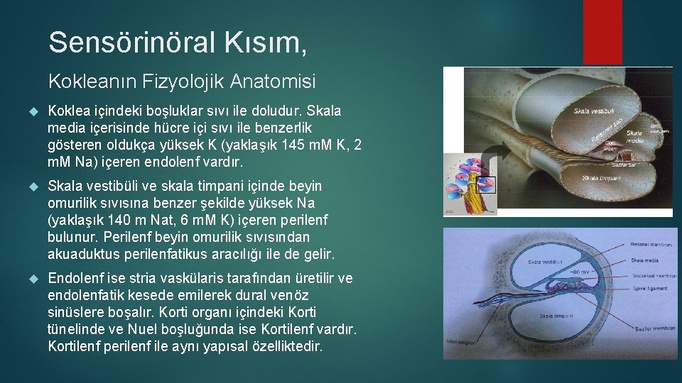 Sensörinöral Kısım, Kokleanın Fizyolojik Anatomisi Koklea içindeki boşluklar sıvı ile doludur. Skala media içerisinde