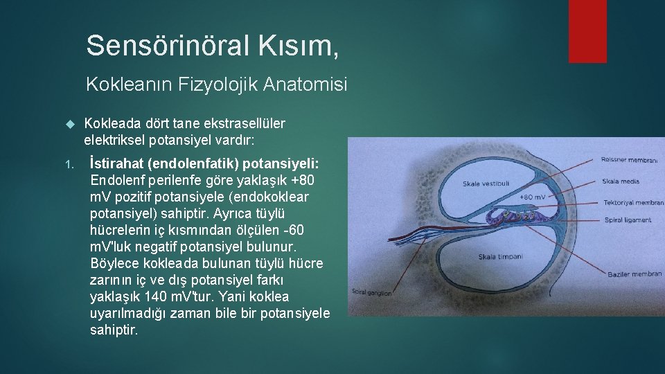 Sensörinöral Kısım, Kokleanın Fizyolojik Anatomisi 1. Kokleada dört tane ekstrasellüler elektriksel potansiyel vardır: İstirahat