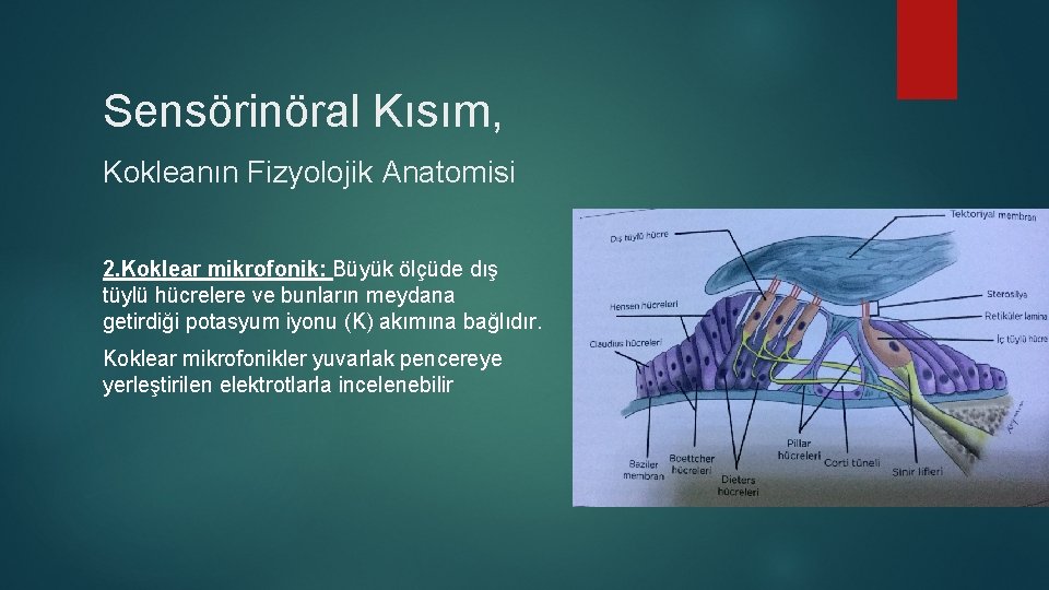 Sensörinöral Kısım, Kokleanın Fizyolojik Anatomisi 2. Koklear mikrofonik: Büyük ölçüde dış tüylü hücrelere ve