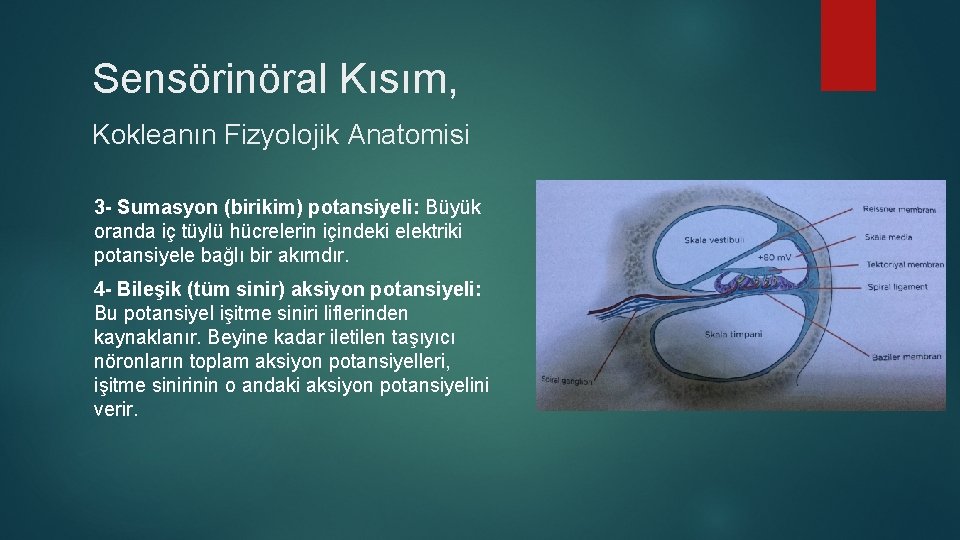 Sensörinöral Kısım, Kokleanın Fizyolojik Anatomisi 3 - Sumasyon (birikim) potansiyeli: Büyük oranda iç tüylü