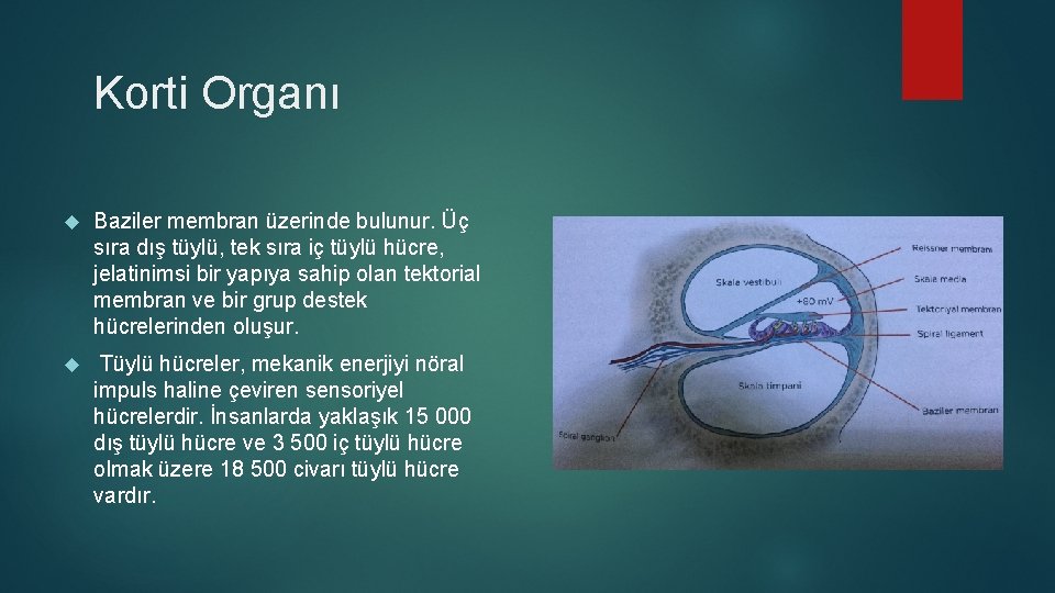 Korti Organı Baziler membran üzerinde bulunur. Üç sıra dış tüylü, tek sıra iç tüylü